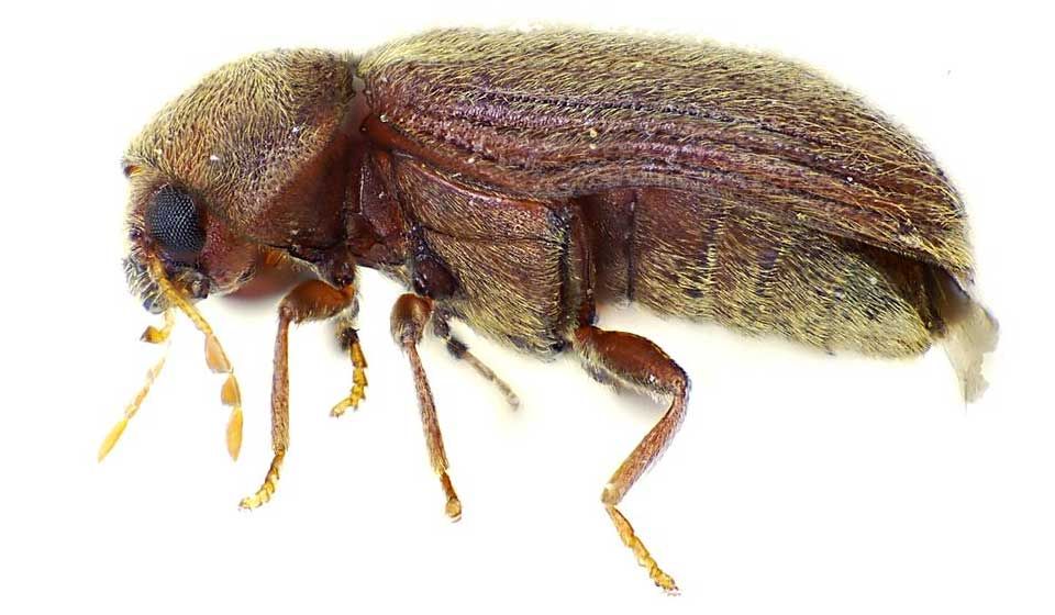 Beetles Aerobeam Professional Pest Management