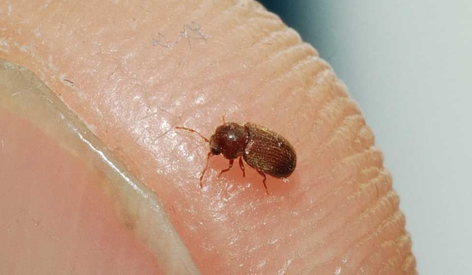 Beetles Aerobeam Professional Pest Management