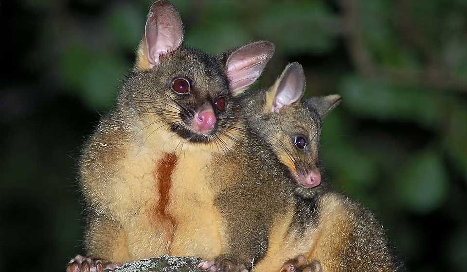Possums Aerobeam Professional Pest Management