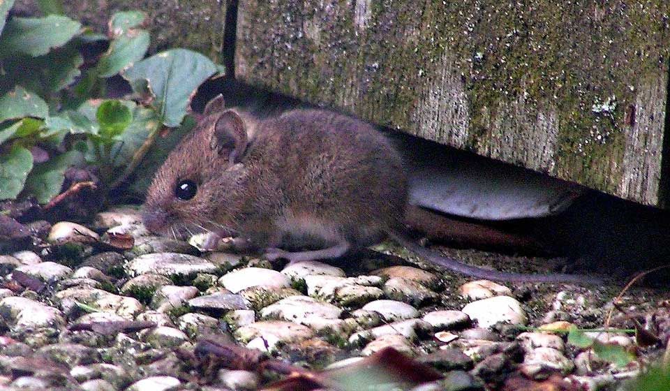 Field Mouse