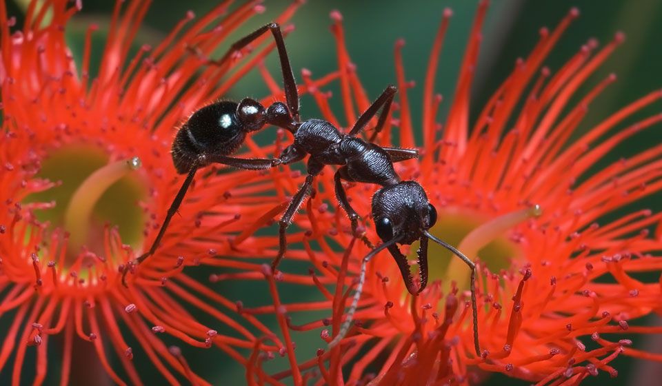 Bulldog Ant (Mymecia forticata)