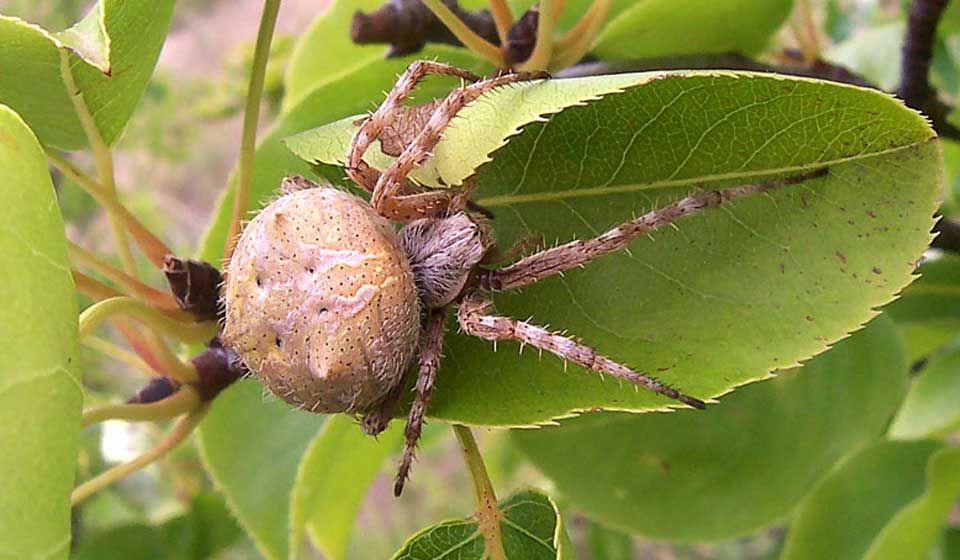 Orb Weaver Spider