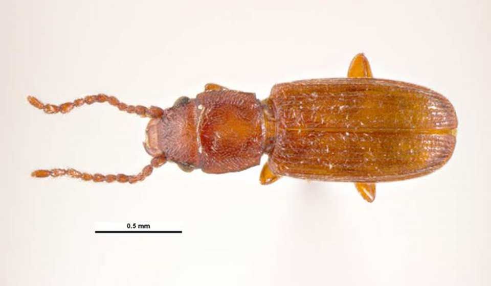 Flat Grain Beetle 