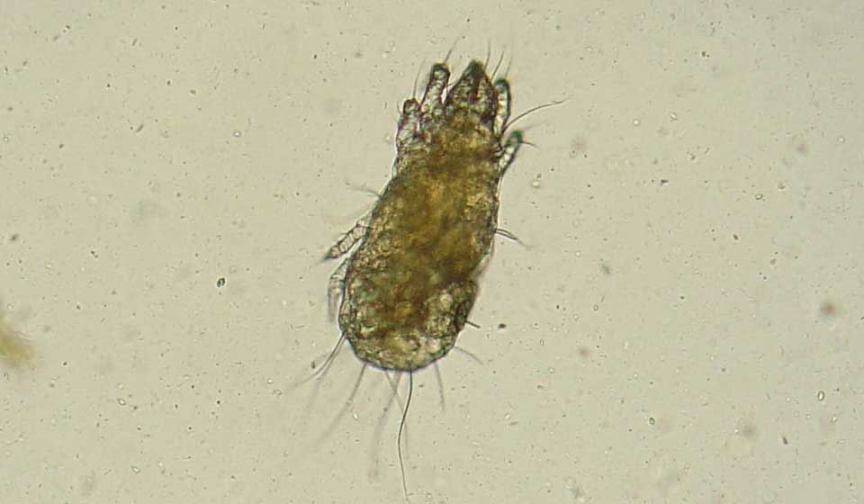 Flour Mite/Grain Mite 