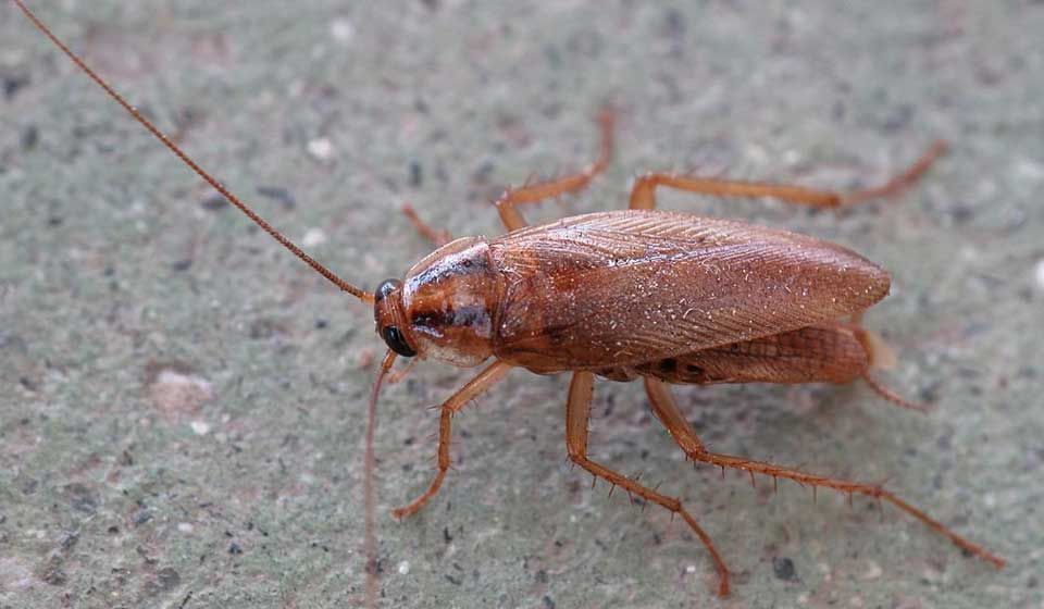 German Cockroach