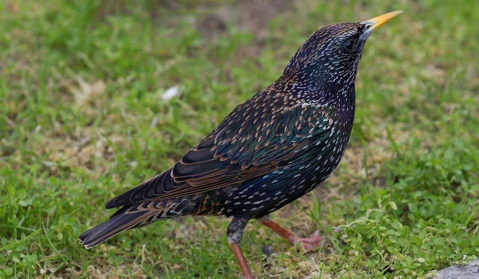 Starlings