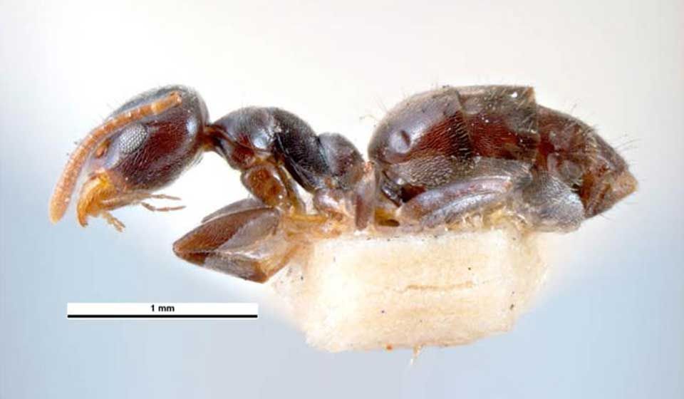 White-Footed House Ant 
