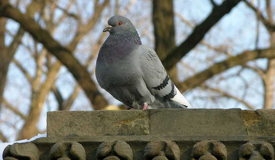 Pigeons