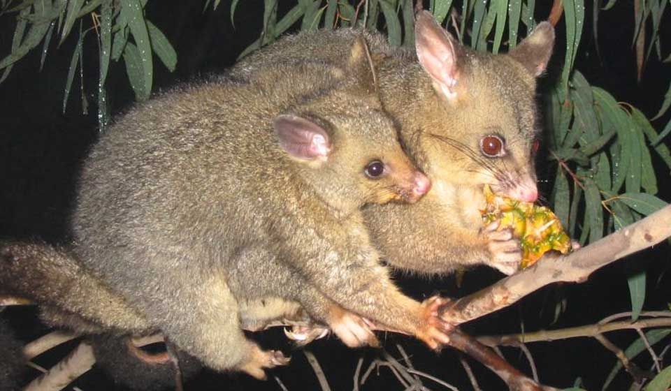 Brush-tailed Possum