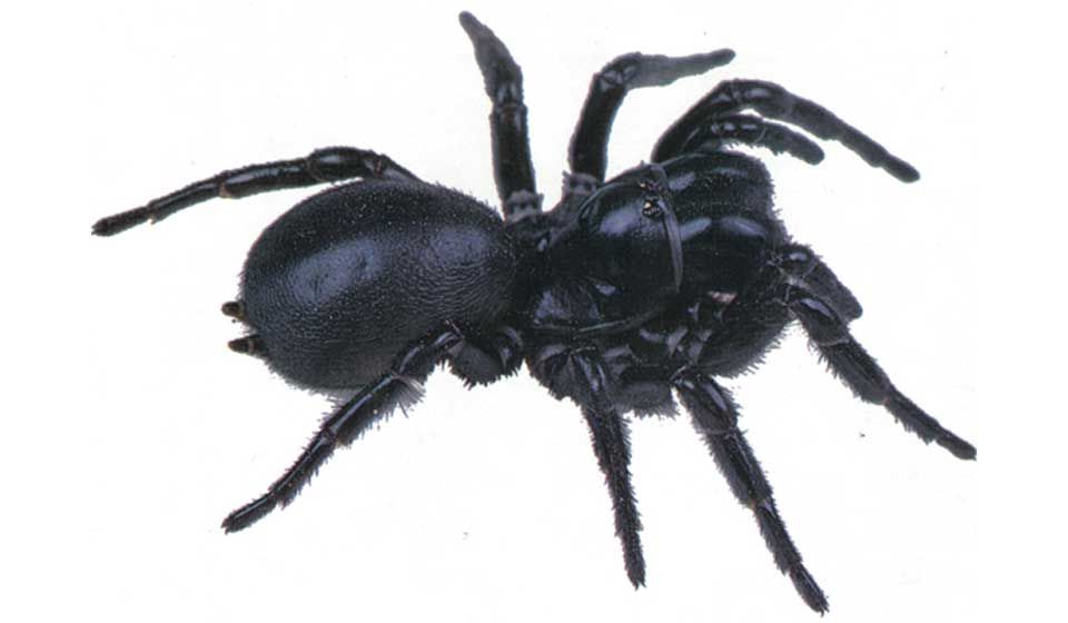 Blue Mountains Funnel Web Spider