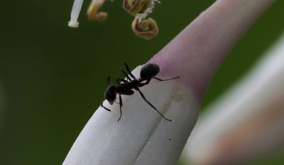 Black House Ant