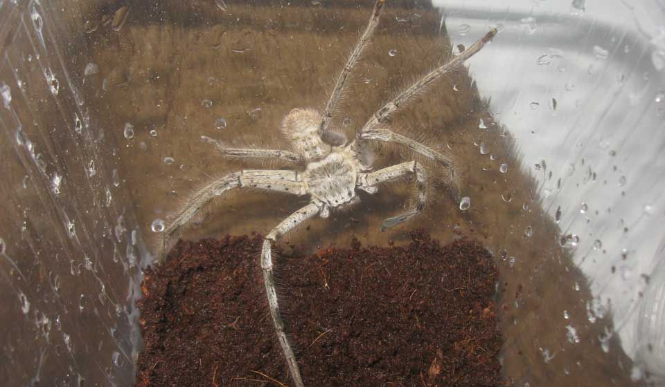 Huntsman Spider