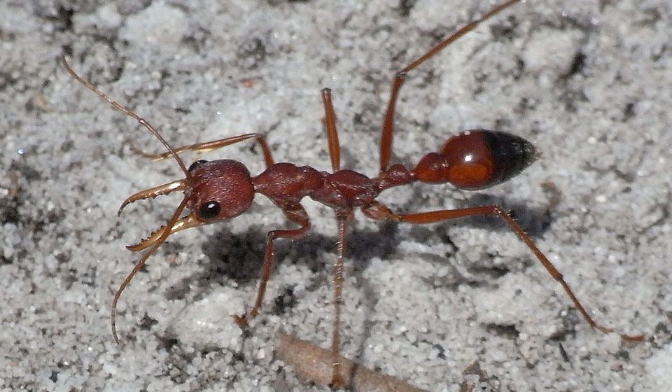 Bulldog Ant (Mymecia gulosa)