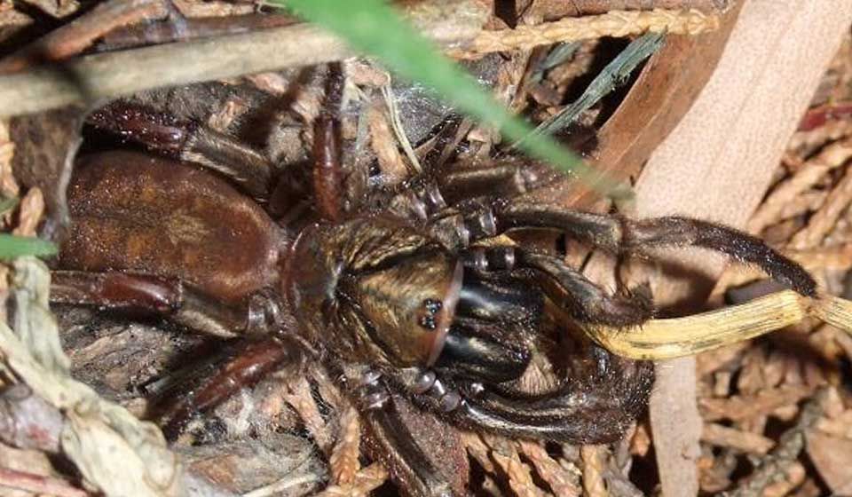 Trapdoor Spider 