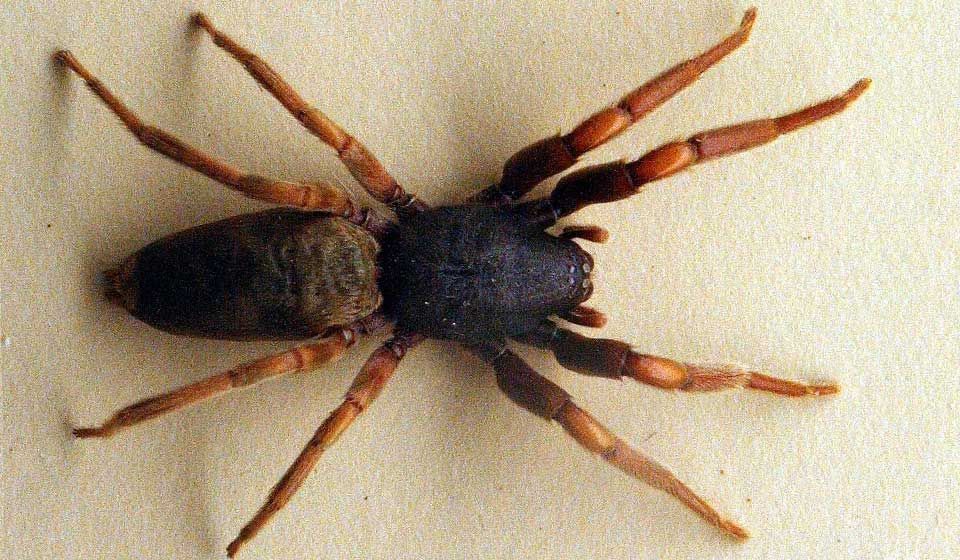 White Tail Spider 