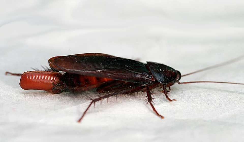 Smoky Brown Cockroach