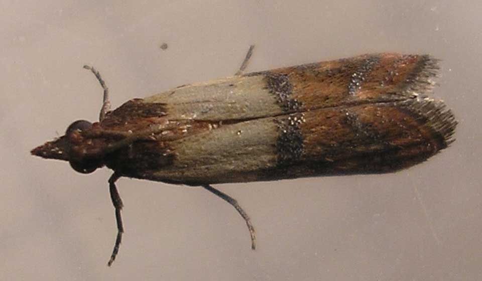 Indian Meal Moth