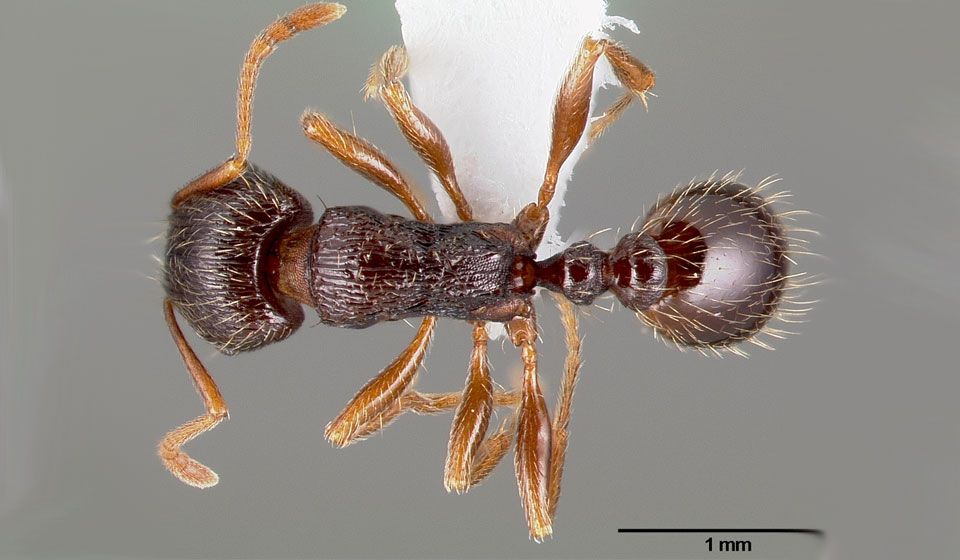 Pavement Ant