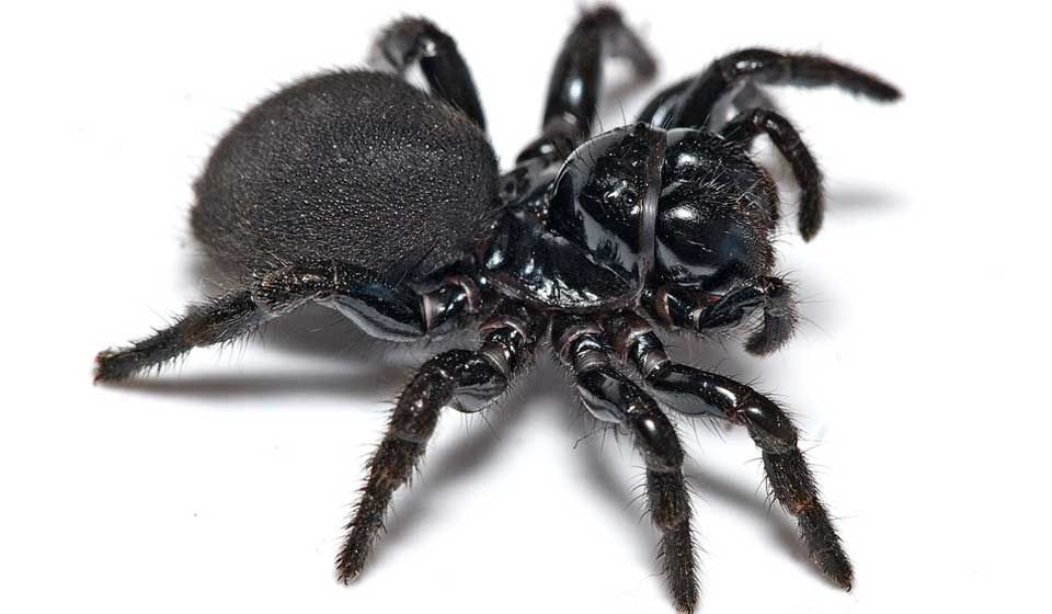 Female Mouse Spider