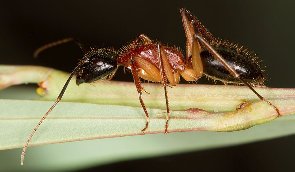 Sugar Ant (Camponotus nigriceps)