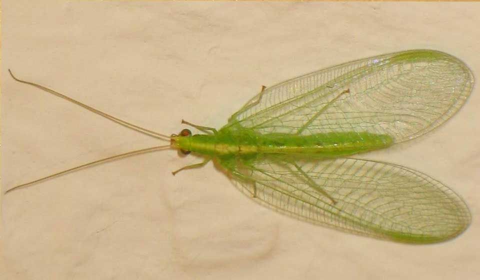 Lacewing