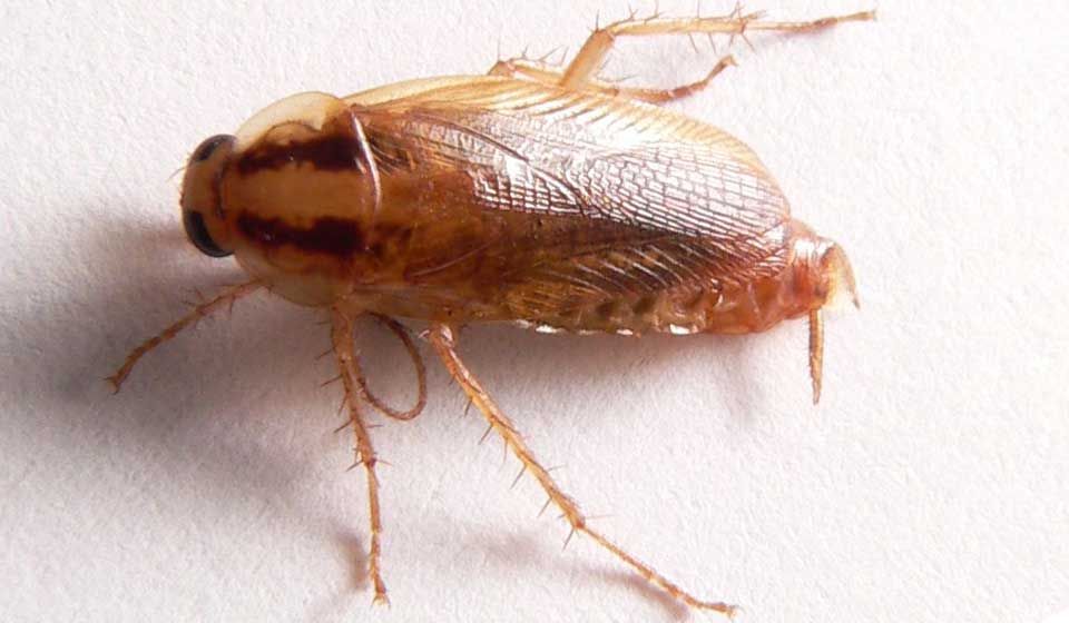 German Cockroach