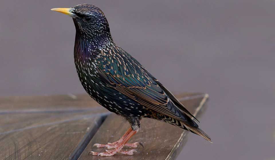 Starlings