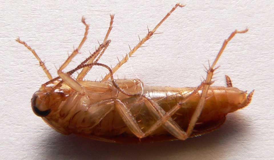 German Cockroach