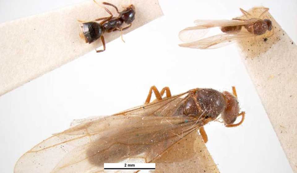 White-Footed House Ant 