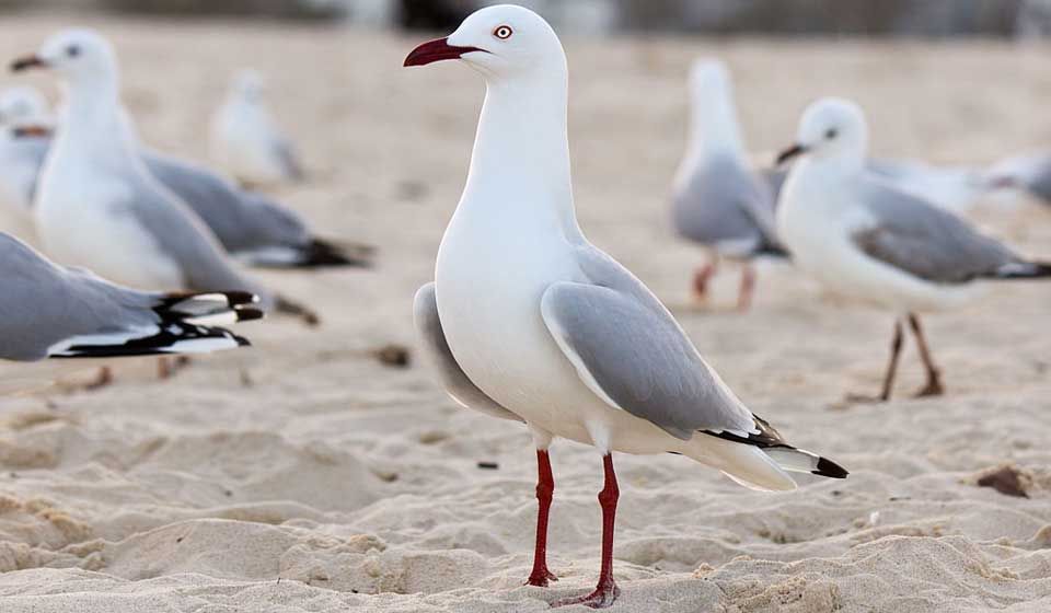 Silver Gull