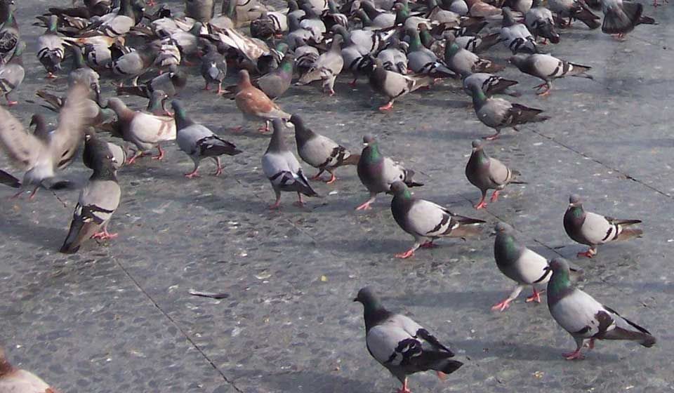 Pigeons