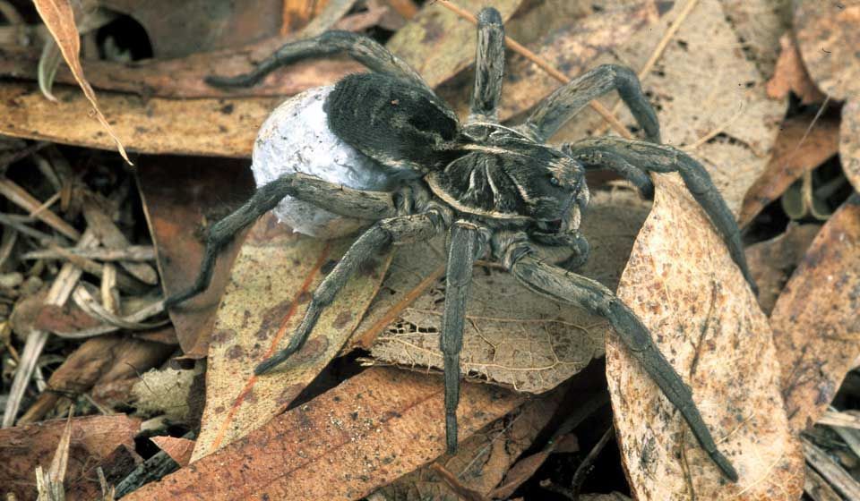 Female Wolf Spider with egg sac