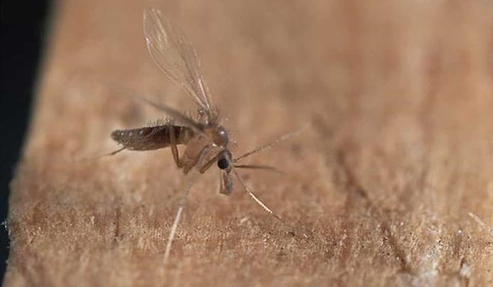 Sand Fly