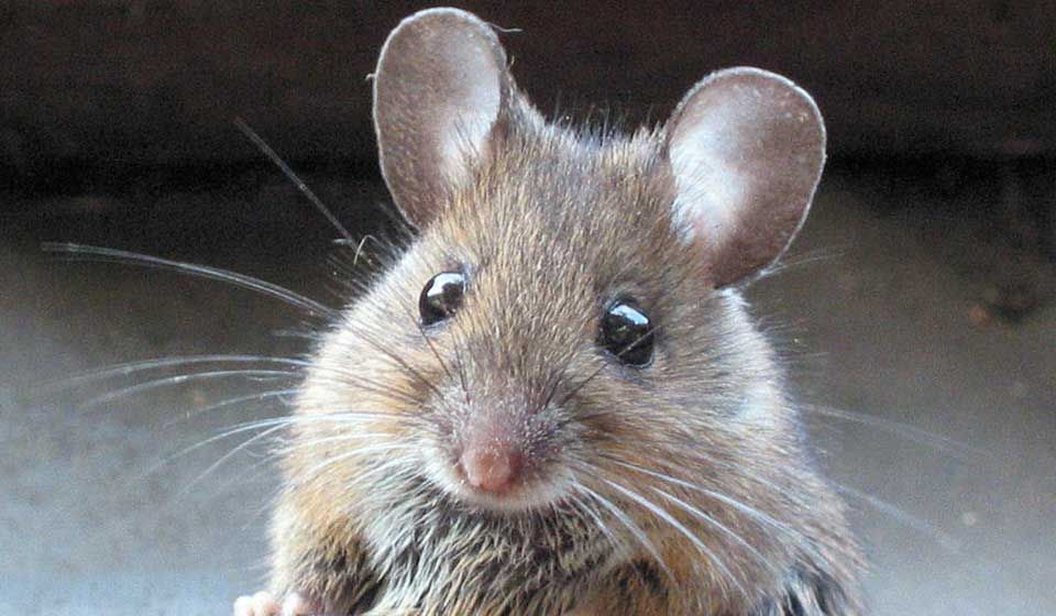 Field Mouse
