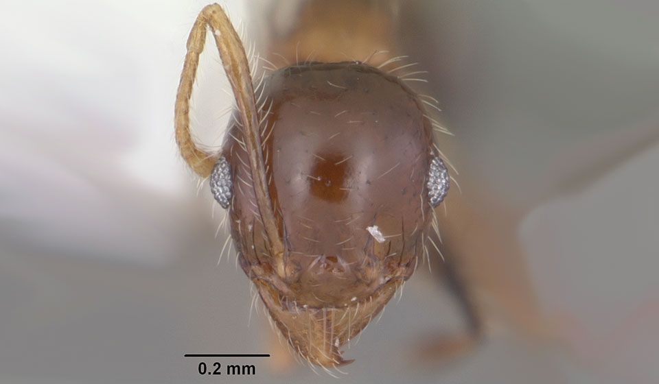 Coastal Brown Ant