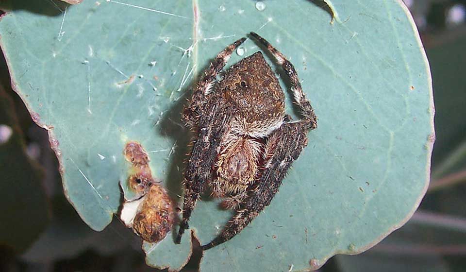 Orb Weaver Spider