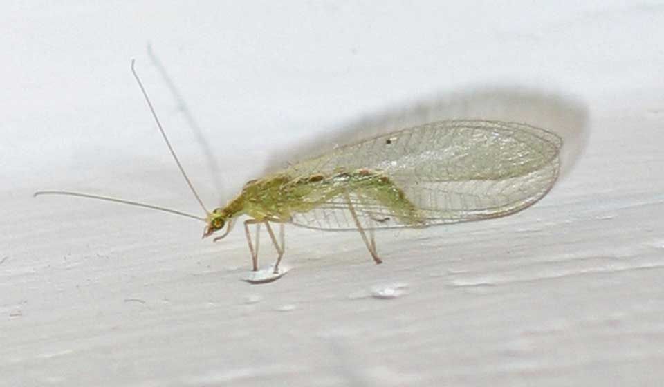 Lacewing