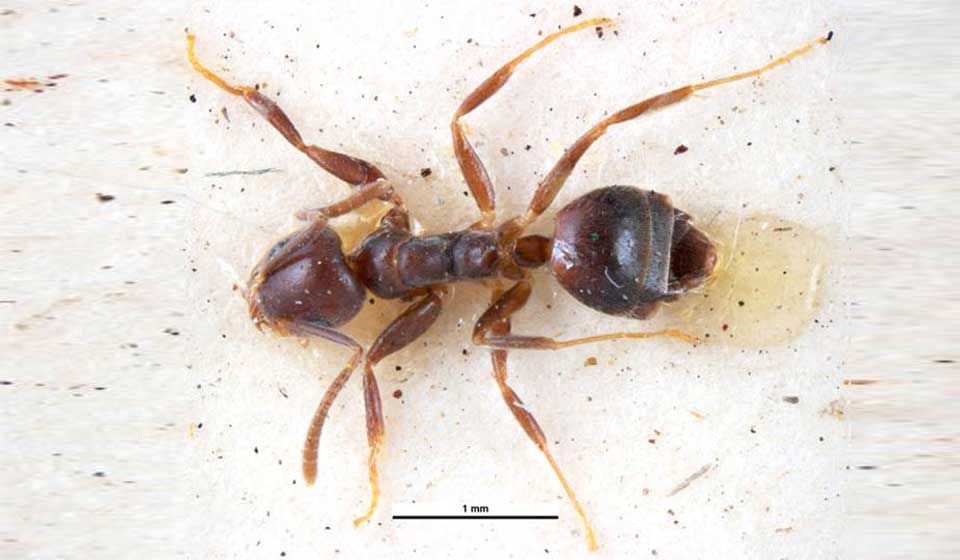 White-Footed House Ant 