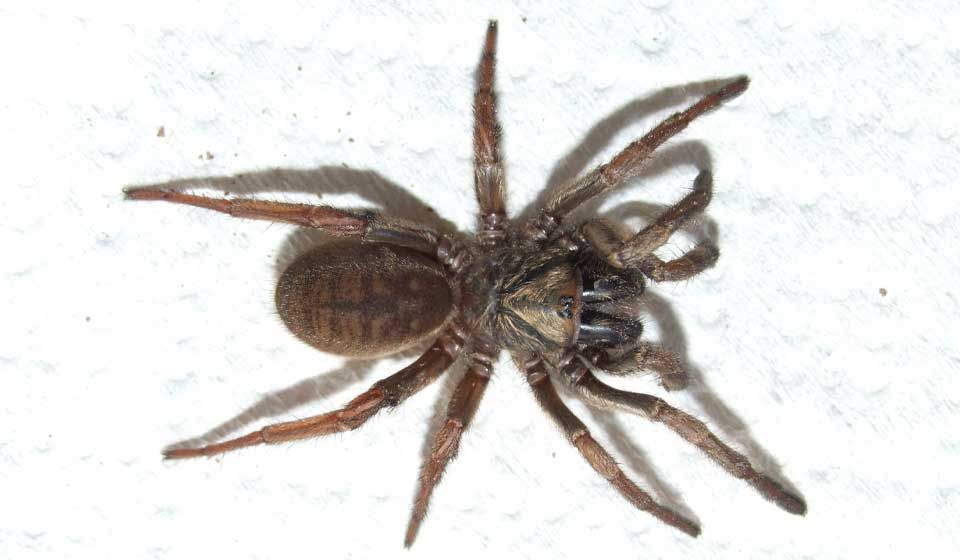 Female Trapdoor Spider 