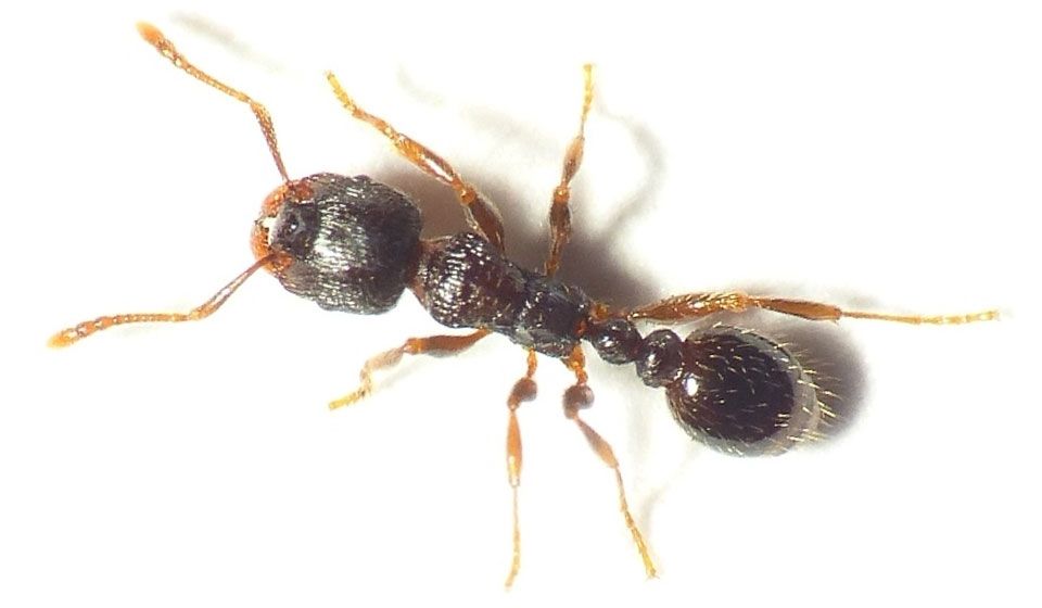 Pavement Ant