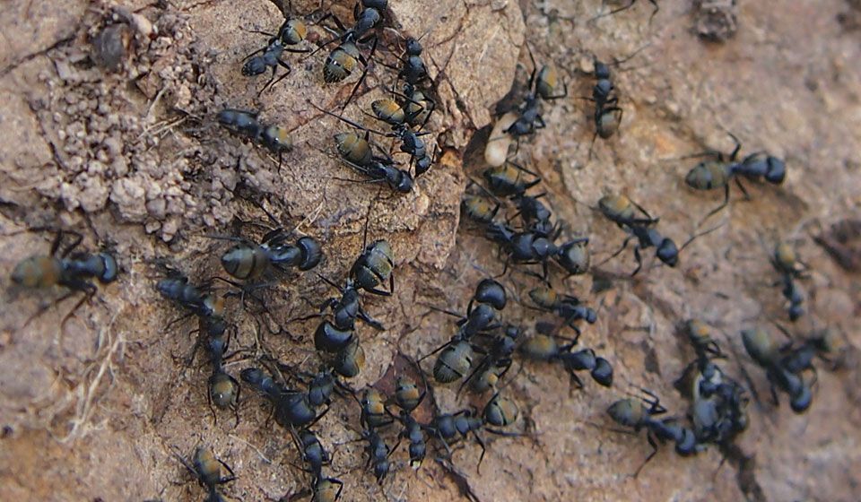 Sugar Ant (Camponotus aeneopilosus)