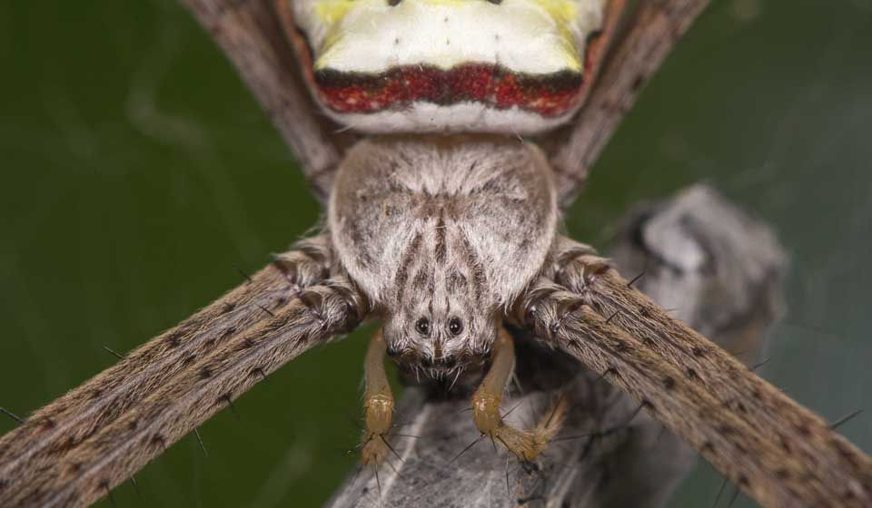  St Andrews Cross Spider 