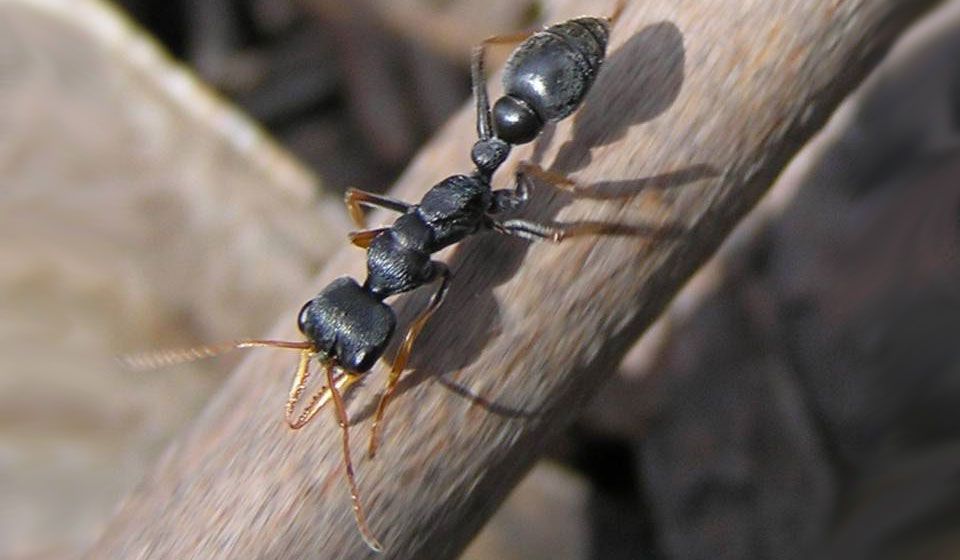 Bulldog Ant  (Mymecia pilosula)
