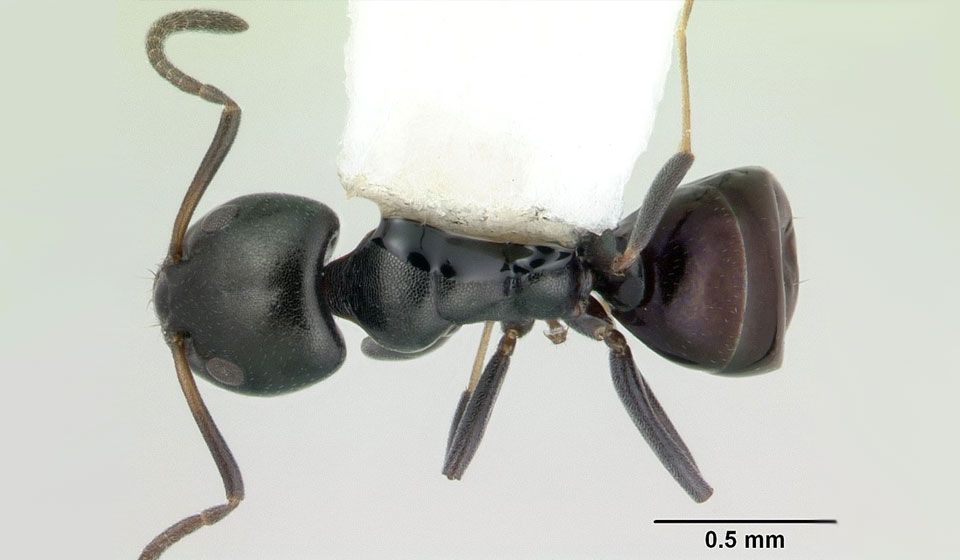 Black House Ant