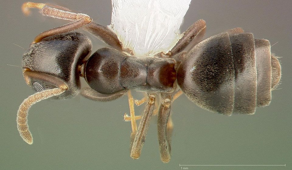 Odorous House Ant