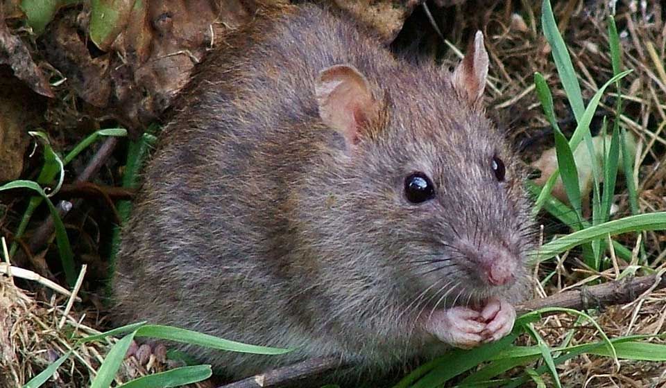 Brown Rat