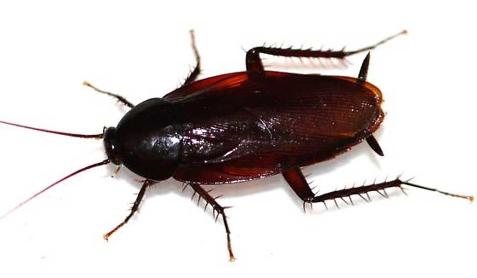 Smoky Brown Cockroach