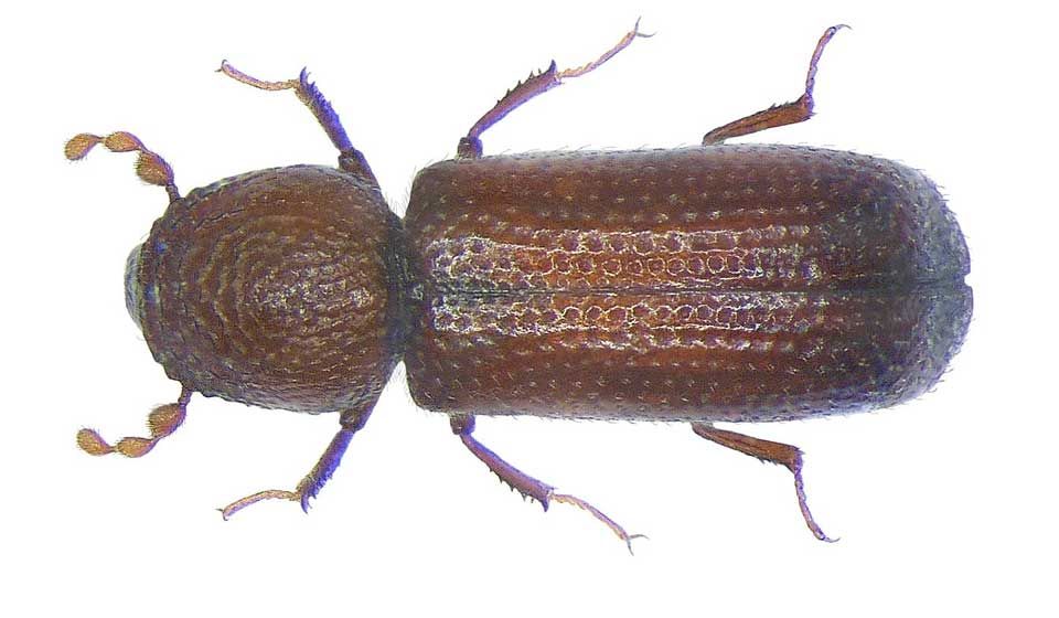 Lesser Grain Beetle
