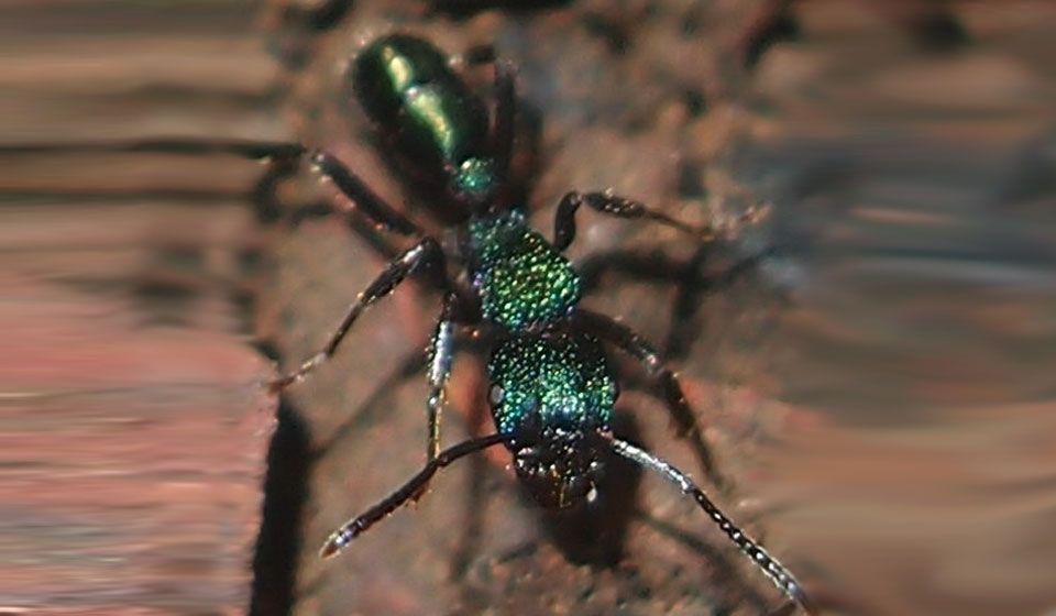 Green Head Ant