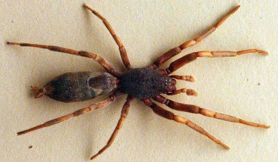 White Tail Spider 